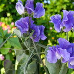 Sweet Pea Blue Plant  4