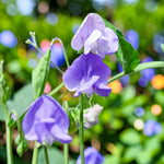 Sweet Pea Blue Plant  2