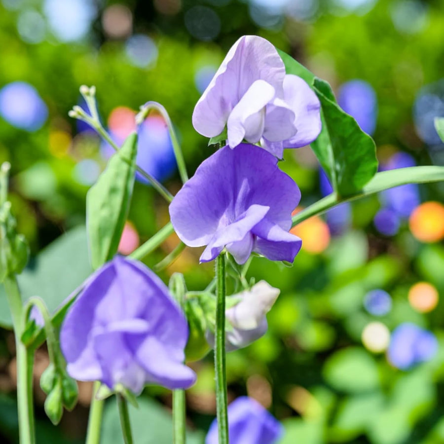 Sweet Pea Blue Plant  2