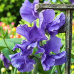 Sweet Pea Blue Plant  3