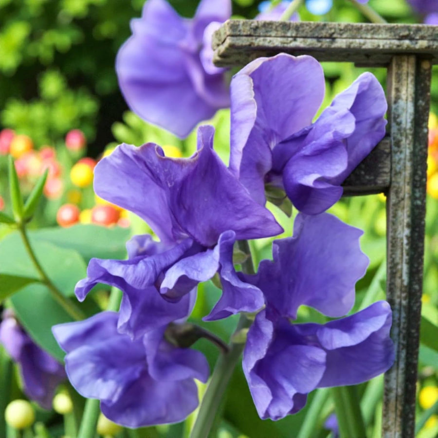 Sweet Pea Blue Plant  3