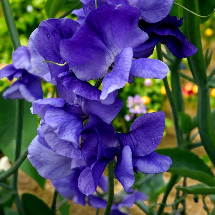 Sweet Pea Plants  7