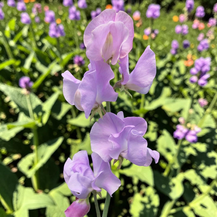 Sweet Pea Lavender Plant  4