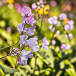 Sweet Pea Lavender Plant  2
