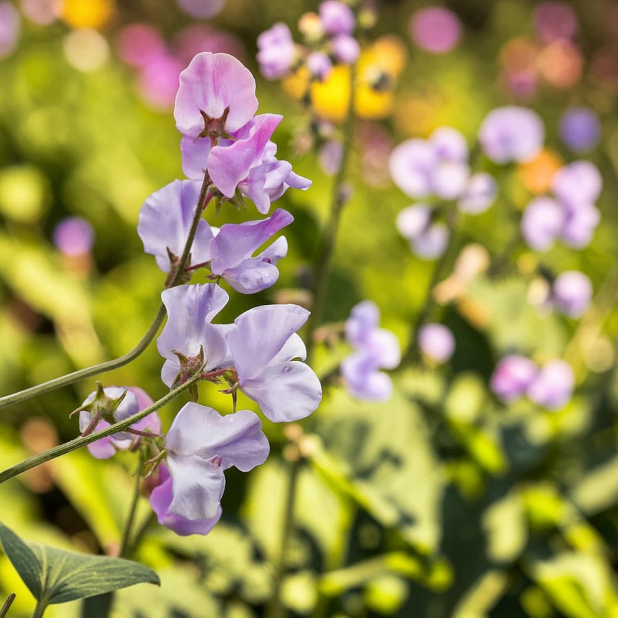 Sweet Pea Lavender Plant  2