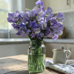 Sweet Pea Lavender Plant  3