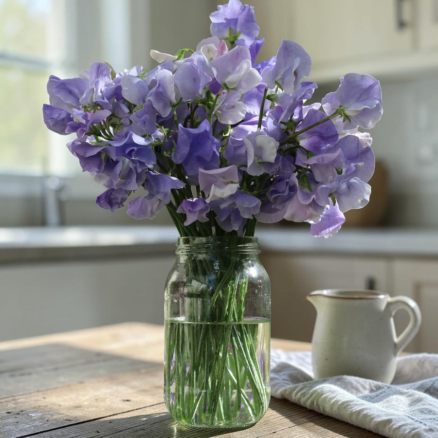 Sweet Pea Lavender Plant  3