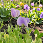 Sweet Pea Plants  4