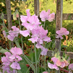 Sweet Pea Pink Plant  4