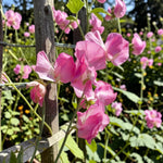 Sweet Pea Plants  5