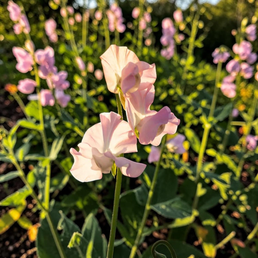 Sweet Pea Pink Plant  2
