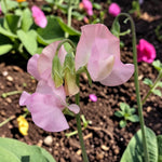 Sweet Pea Pink Plant  3