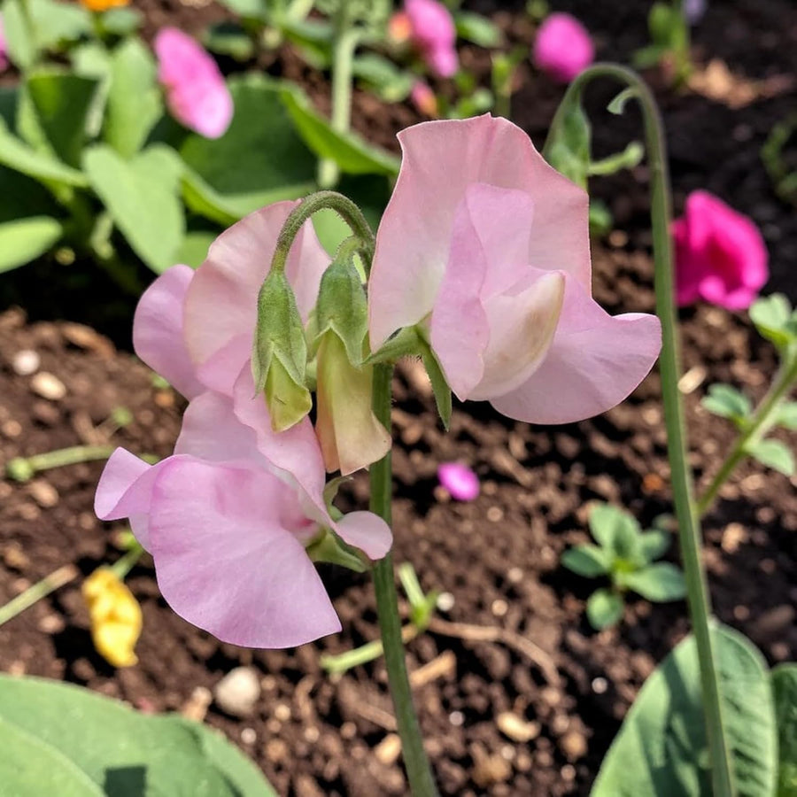 Sweet Pea Pink Plant  3