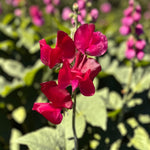 Sweet Pea Red Plant  3