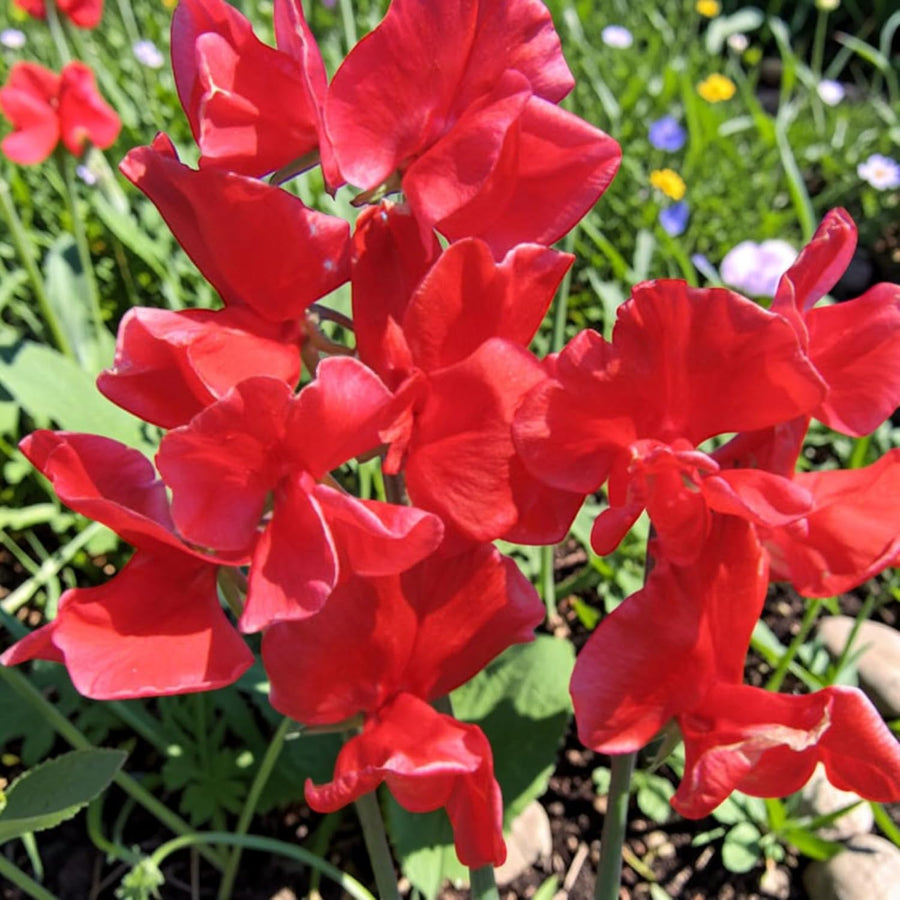 Sweet Pea Plants  8