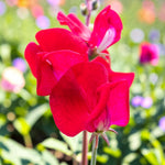 Sweet Pea Red Plant  2
