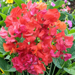 Sweet Pea Red Plant  4