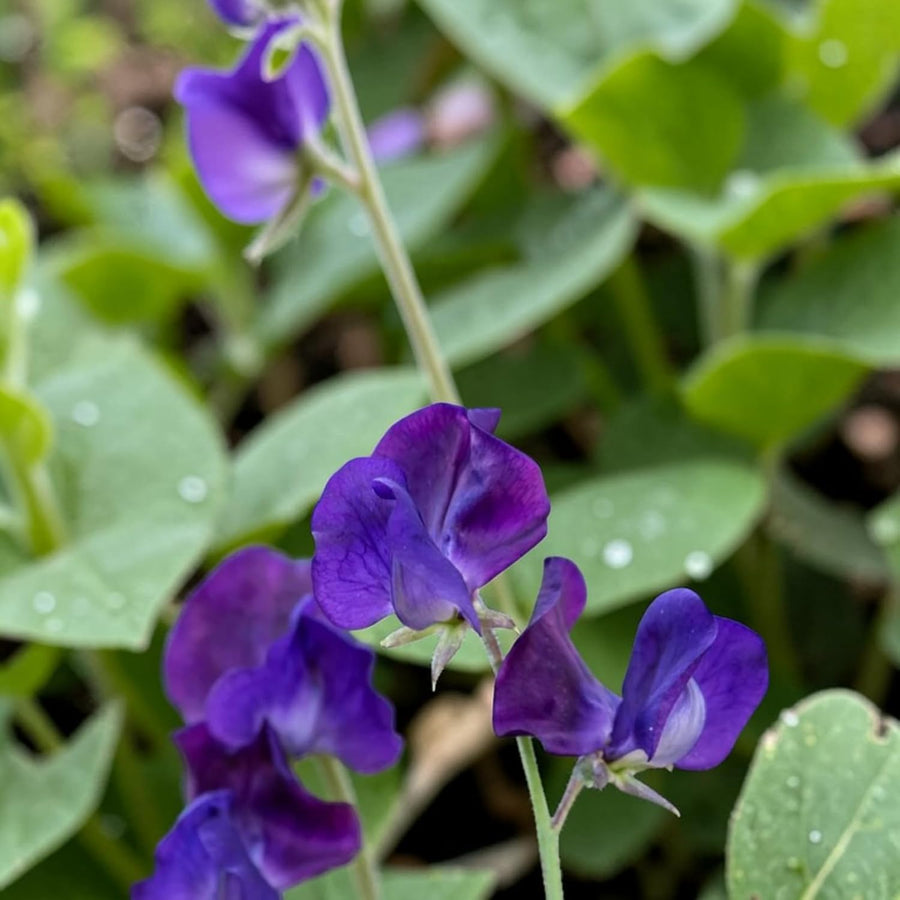 Sweet Pea Purple Plant  3