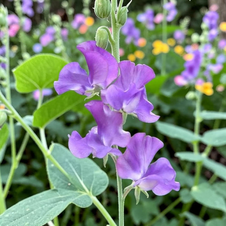 Sweet Pea Purple Plant  4