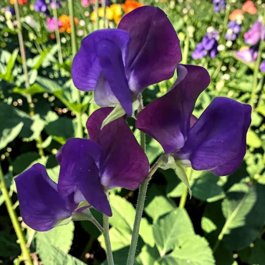 Sweet Pea Purple Plant  2