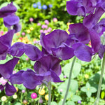 Sweet Pea Plants  3