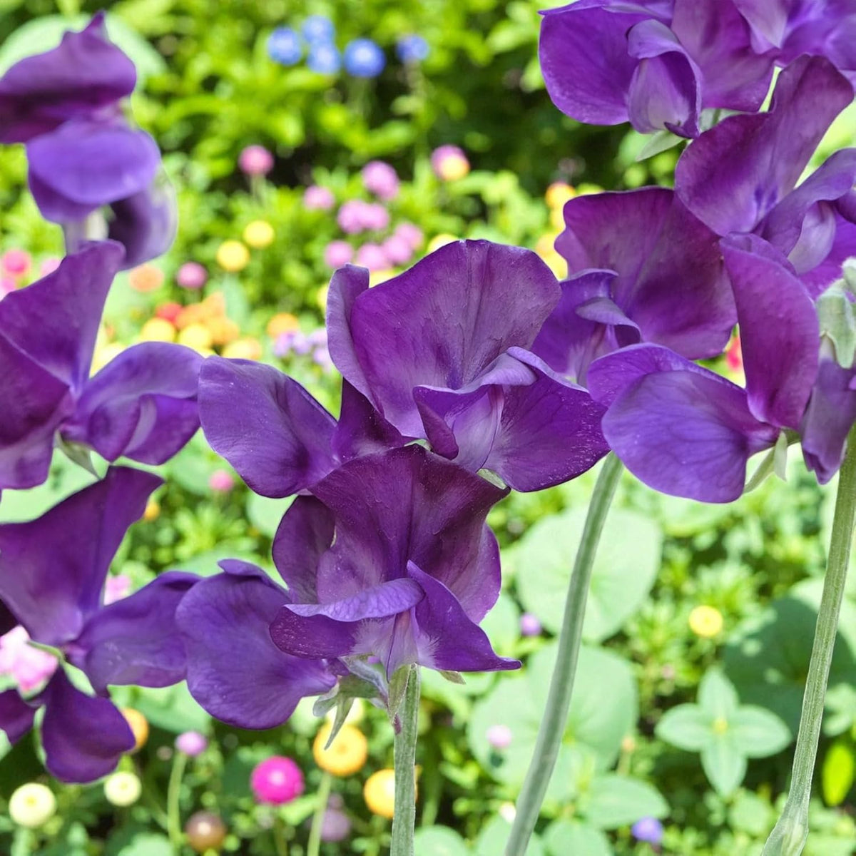 Sweet Pea Plants | Fragrant Climbing Flowers
