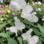 Sweet Pea White Plant  3