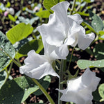 Sweet Pea White Plant  2