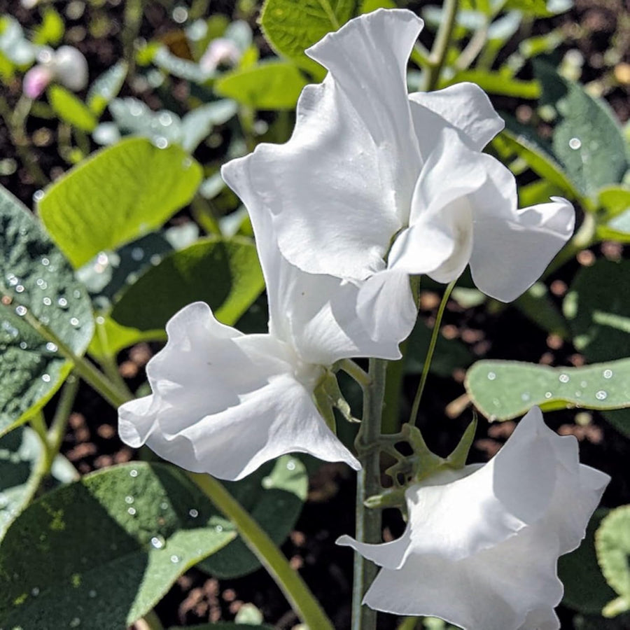 Sweet Pea White Plant  2