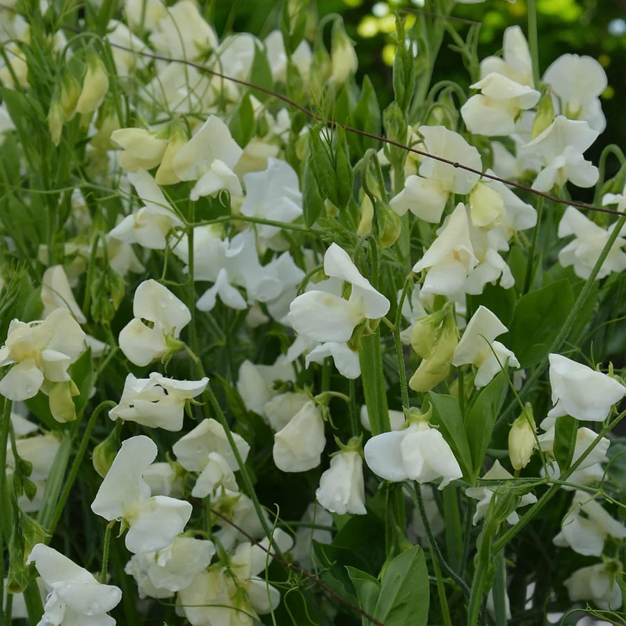 Sweet Pea White Plant  4