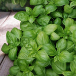 Sweet Basil Herb Plant Fragrant green basil plant resting on wooden table. 2