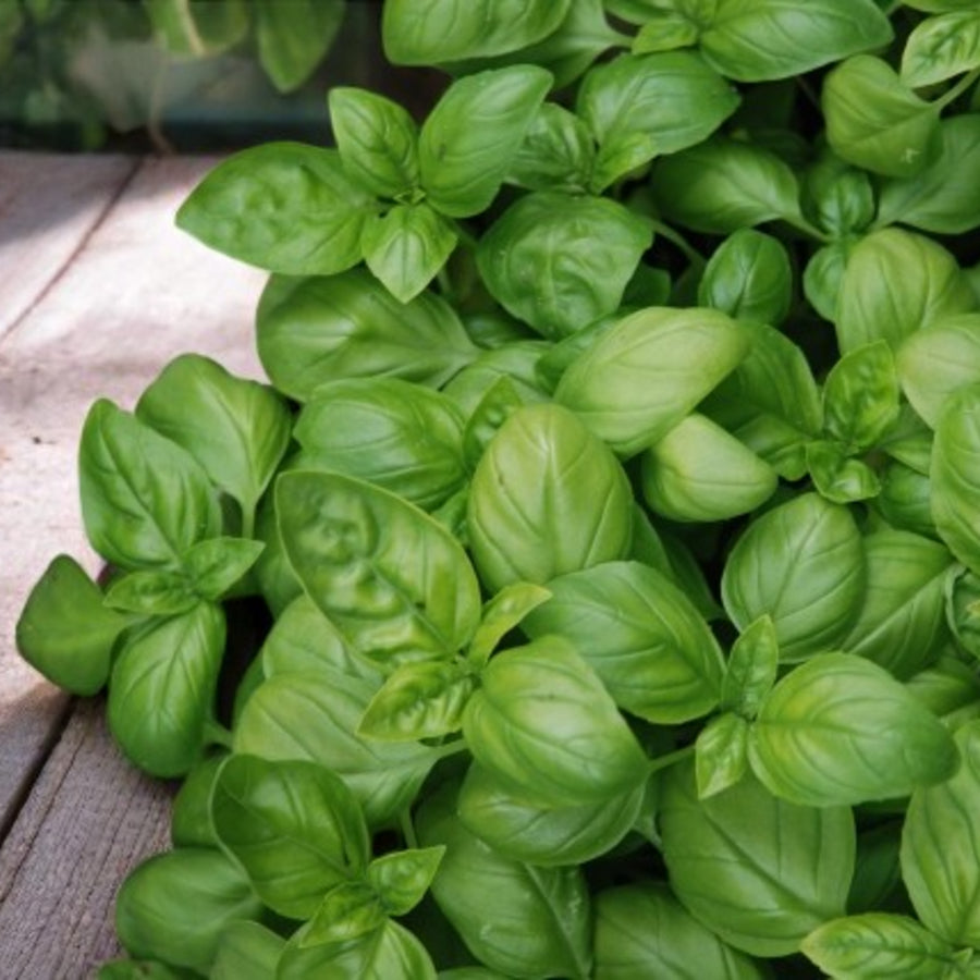 Sweet Basil Herb Plant Fragrant green basil plant resting on wooden table. 1