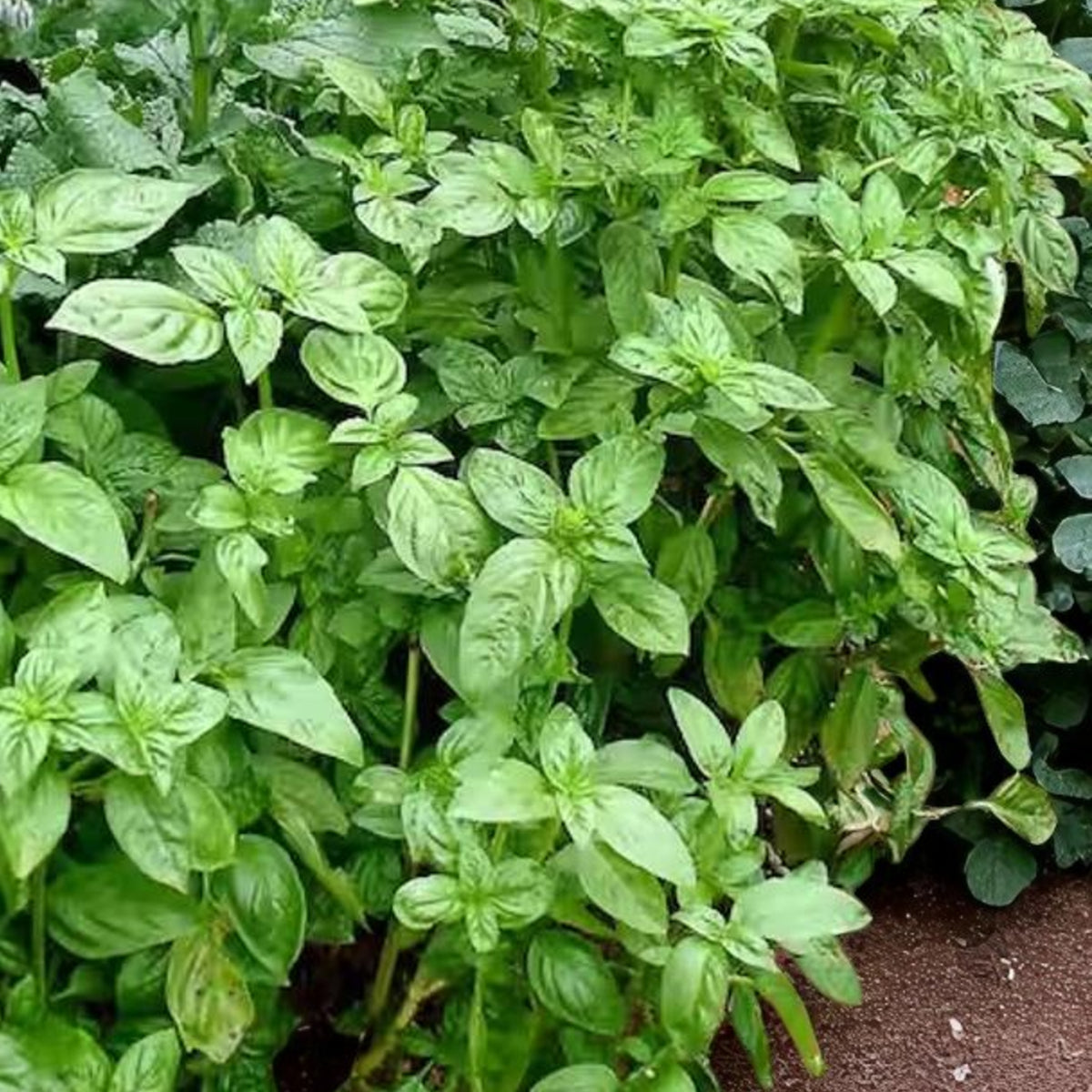 Sweet Basil Herb Plant Fragrant green basil bush in outdoor setup. 3