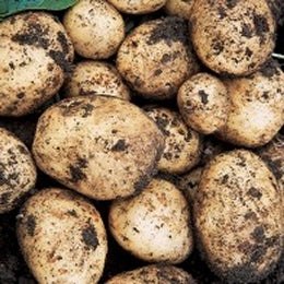 Seed Potatoes Swift Planting  1