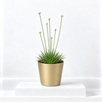 Syngonanthus Mikado with Gold Pot Cover  1