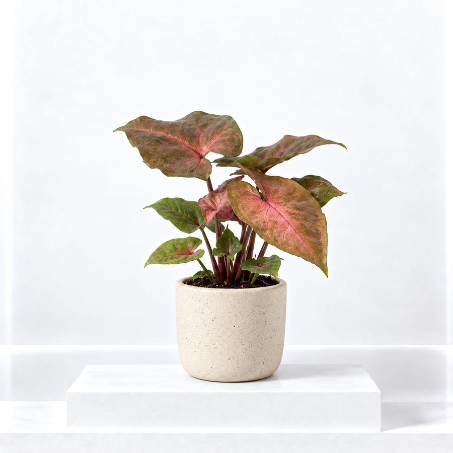 Syngonium Maria  1