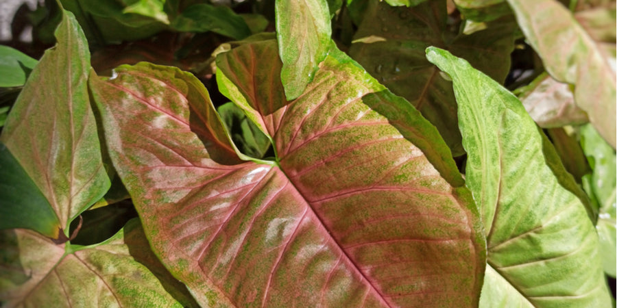 Syngonium Maria in 6cm Pot Syngonium-Maria-Allusion-1 3