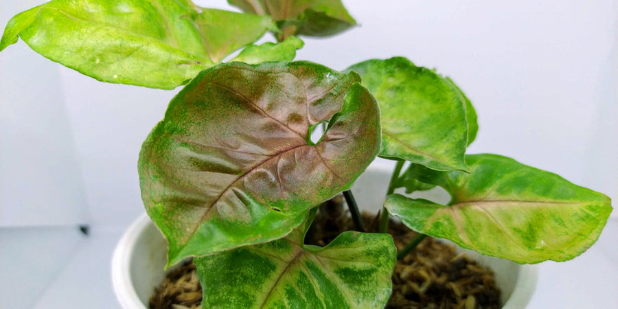Syngonium Maria in 6cm Pot Syngonium-Maria-Allusion 4