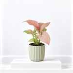 Syngonium Neon Robusta  1