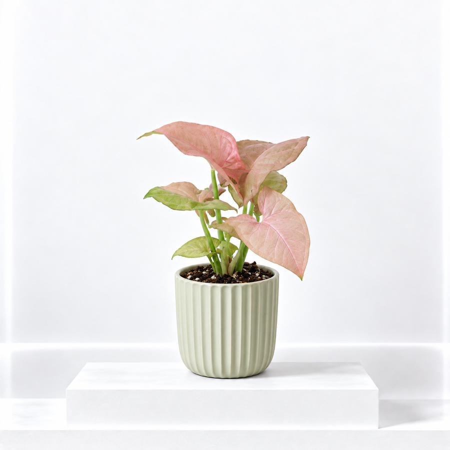 Syngonium Neon Robusta  1