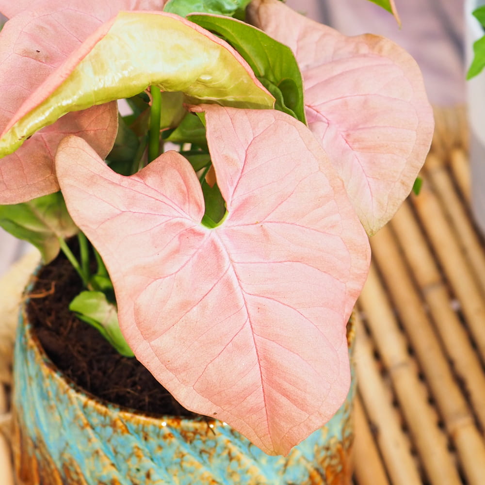 Syngonium Neon Robusta in 6cm Pot Syngonium-Neon-Robusta 1