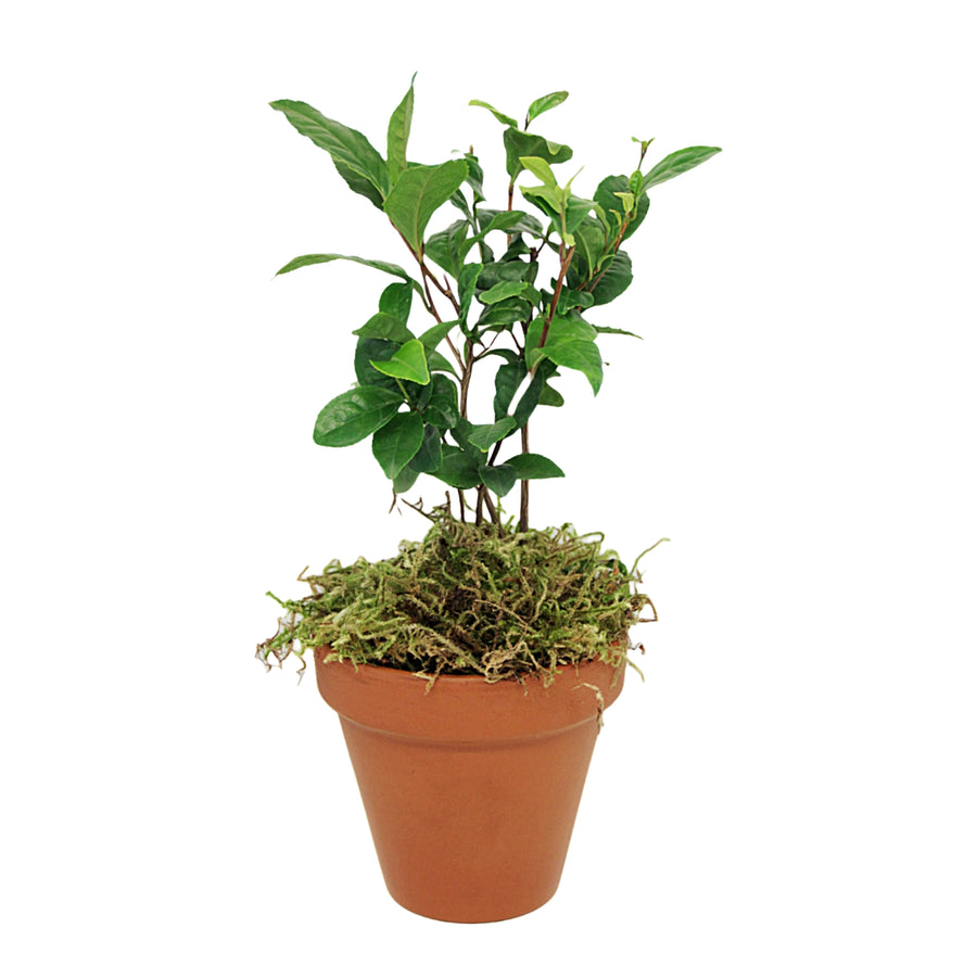 Camellia Tea Plant Gift in Terracotta Pot Camellia Tea Plant Gift in Terracotta Pot image1 2
