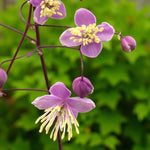 Thalictrum Delavayi Bare Root  3
