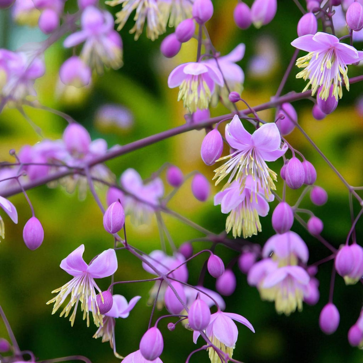 Thalictrum Delavayi Bare Root  2
