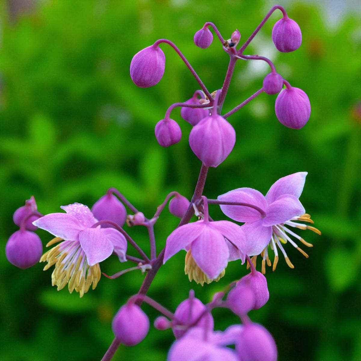 Thalictrum Delavayi Bare Root  4
