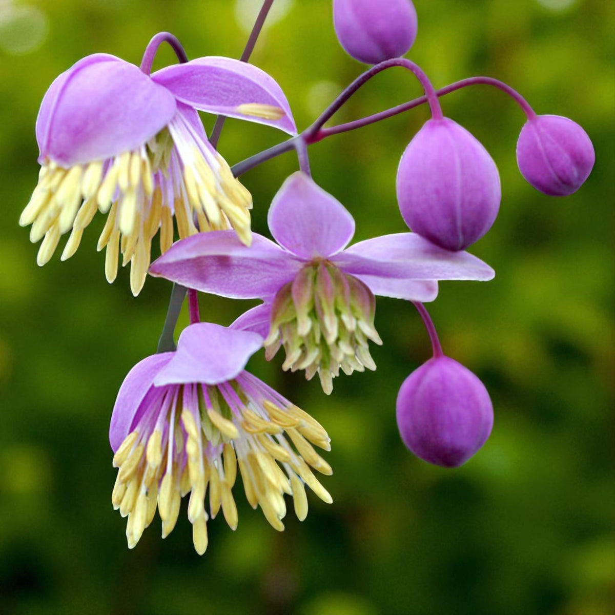 Thalictrum Delavayi Bare Root  1