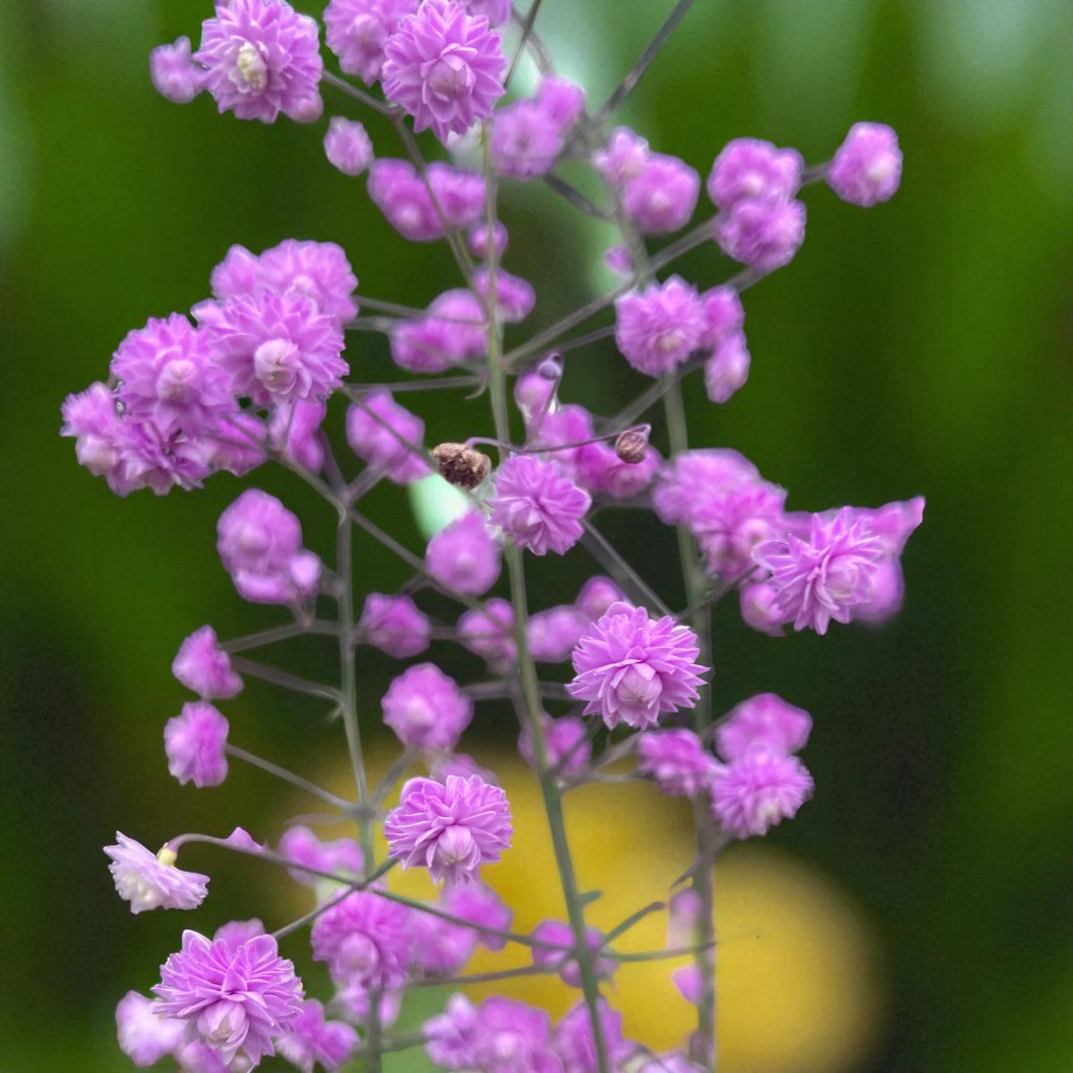 Thalictrum Hewitt's Double Bare Root  3