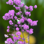 Thalictrum Hewitt's Double Bare Root  3