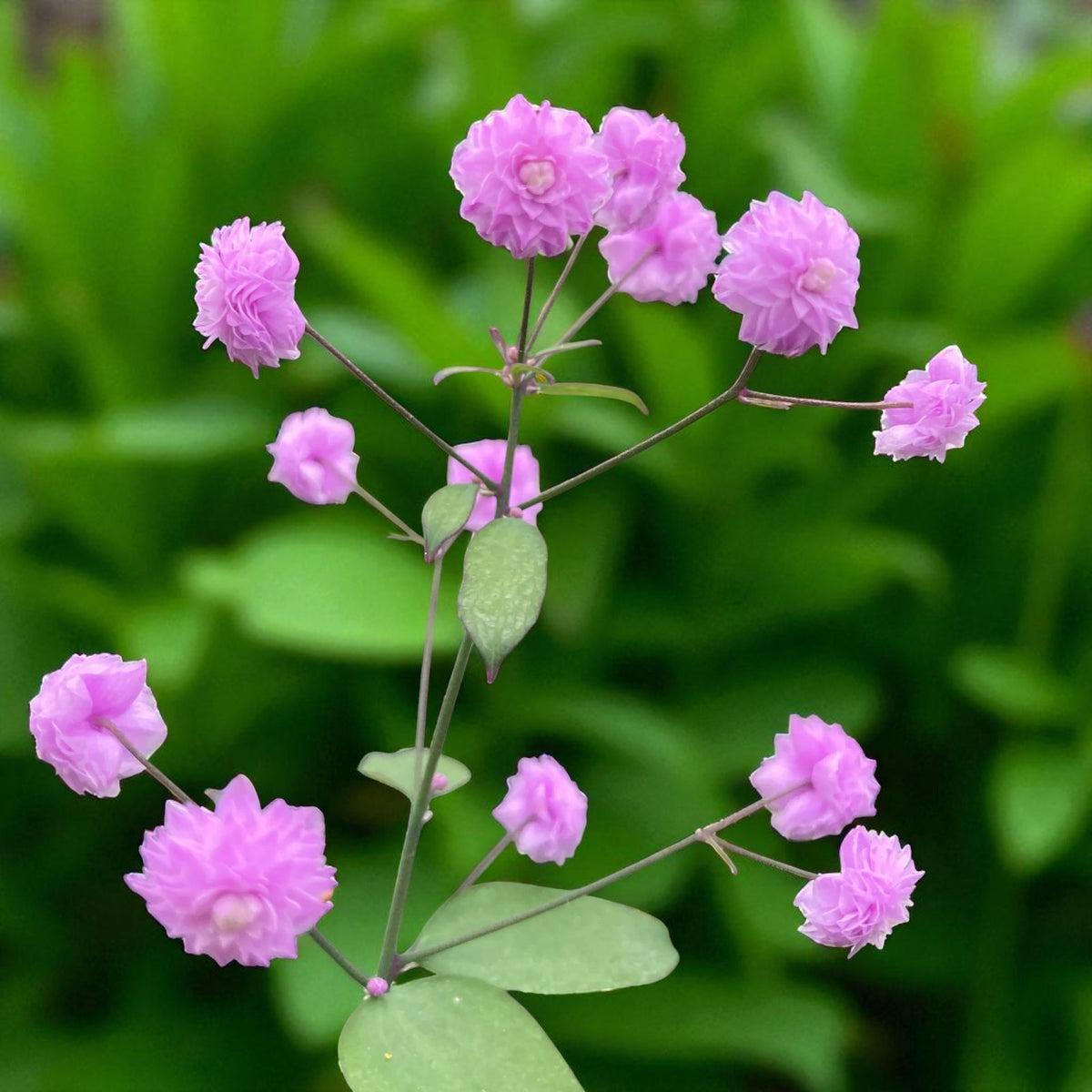 Thalictrum Hewitt's Double Bare Root  4