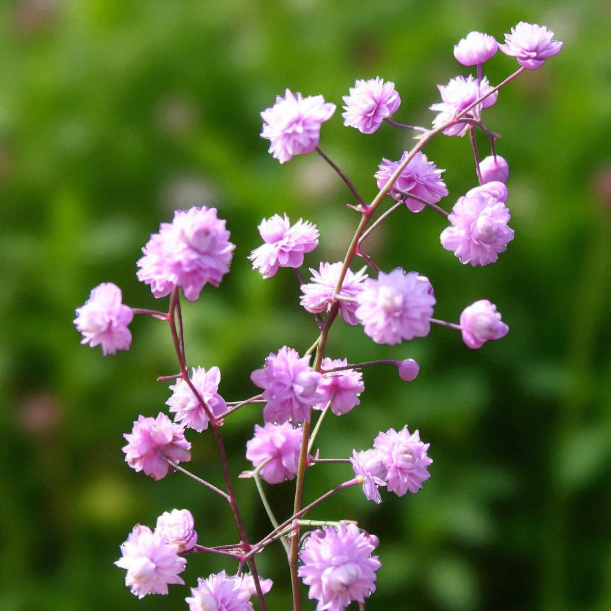 Thalictrum Hewitt's Double Bare Root  1